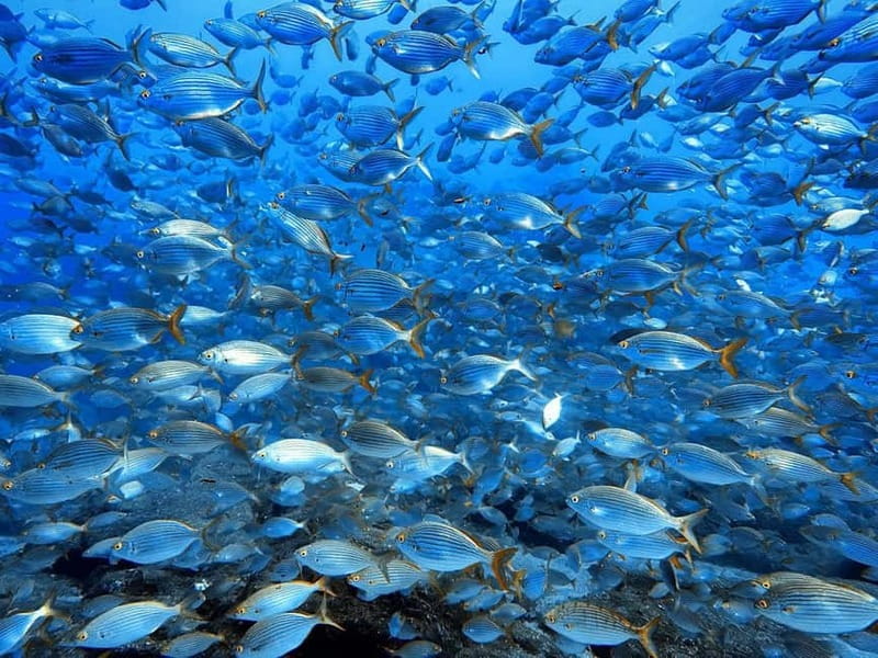 Madeira: Ponta de São Lourenço Snorkeling Boat Trip - What the crew adds to the experience