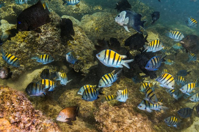 Magical Cenote and Paradise Lagoon Snorkeling Adventure - Guides, group size, and the human touch