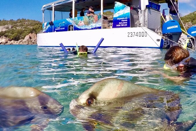 Magnetic Island Discovery Tour with Snorkeling & Paddle Boarding - The price: fair for a full activity morning, less so for a poor-weather day