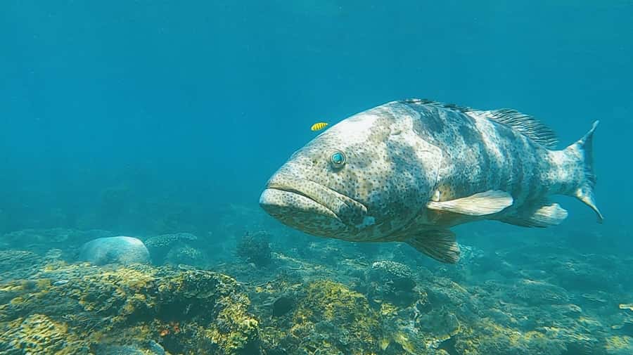 Magnetic Island: Snorkel Discovery Tour - Snorkeling the fringe reefs