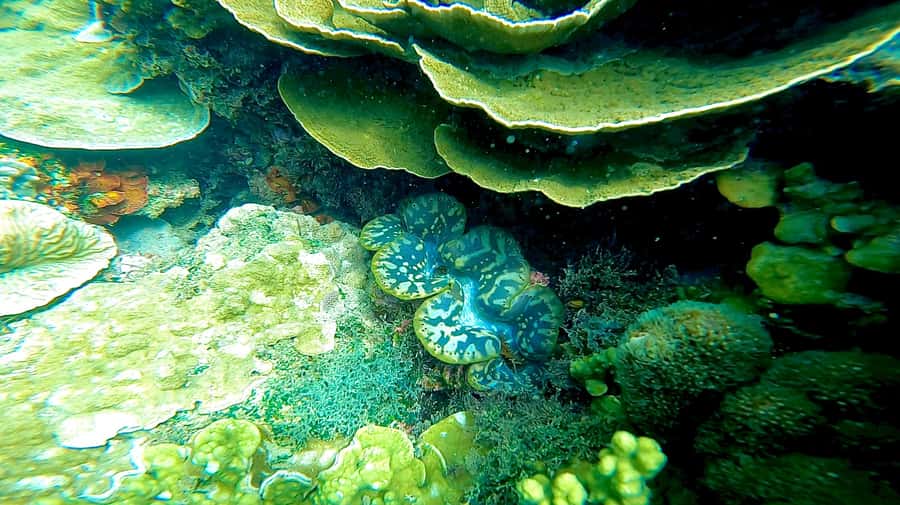 Magnetic Island: Snorkel Discovery Tour - The island stories are part of the experience