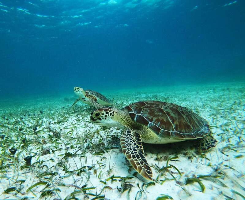 Mahahual: Snorkel Tour in Reef Lagoon - Starting at Blue Kay Ecocabañas