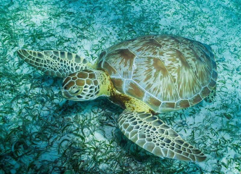 Mahahual: Snorkel Tour in Reef Lagoon - A 10-minute boat ride to the reef lagoon
