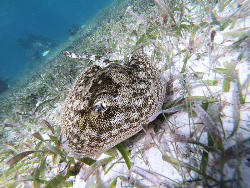 Mahahual: Snorkel Tour in Reef Lagoon - Should you book it?