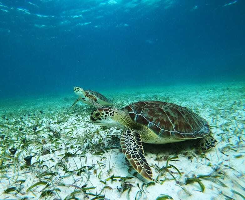 Mahahual: Snorkel Tour in Reef Lagoon - FAQ