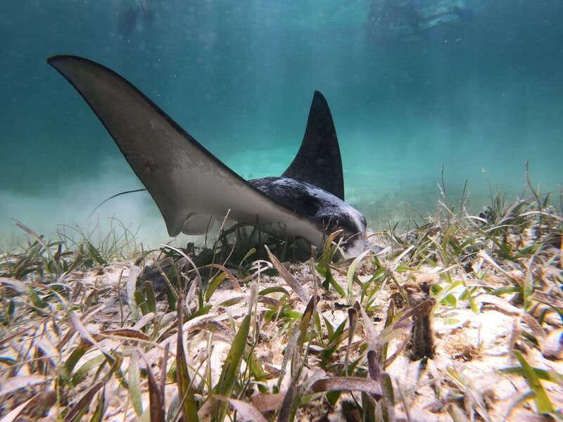 Mahahual: Snorkel Tour in Reef Lagoon - The briefing comes before the boat