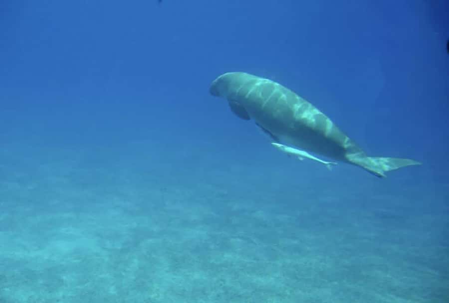 Makadi Bay: Royal Seascope Submarine Cruise & Snorkel stop - A short cruise to the reef near Xanadu Hotel