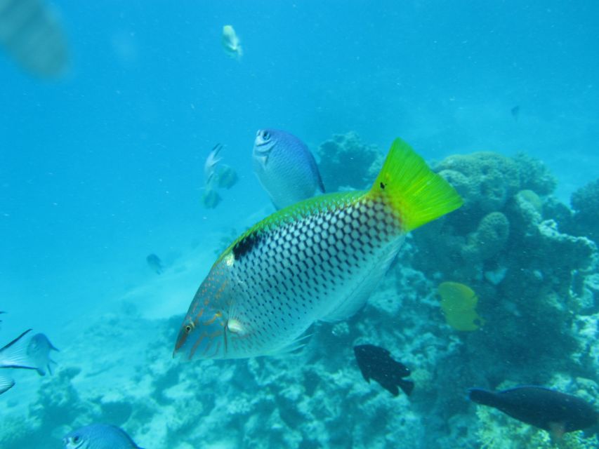 Makadi Bay: Snorkelling and Diving Island Trip - Key points to know before booking