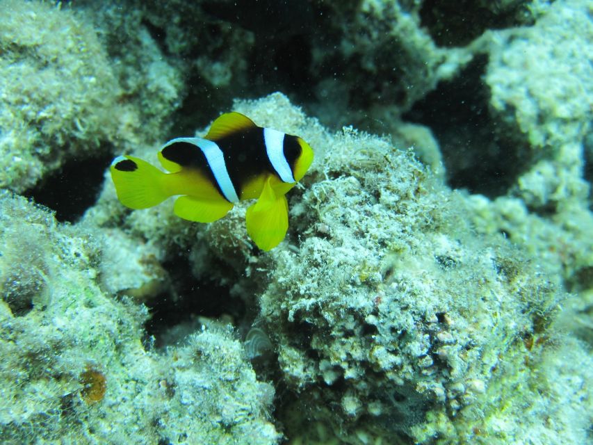 Makadi Bay: Snorkelling and Diving Island Trip - How much value do you get for $47?