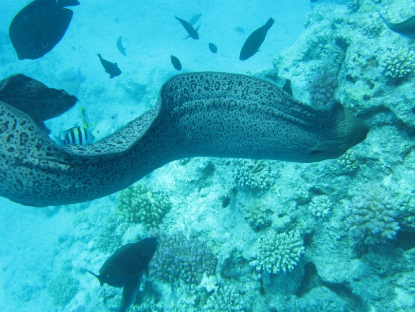 Makadi Bay: Snorkelling and Diving Island Trip - Timing, comfort, and what to pack