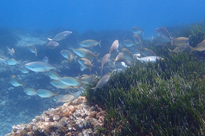 Mallorca: Snorkeling in a Beautiful Nature Reserve - What the Mallorca snorkeling tour is really like