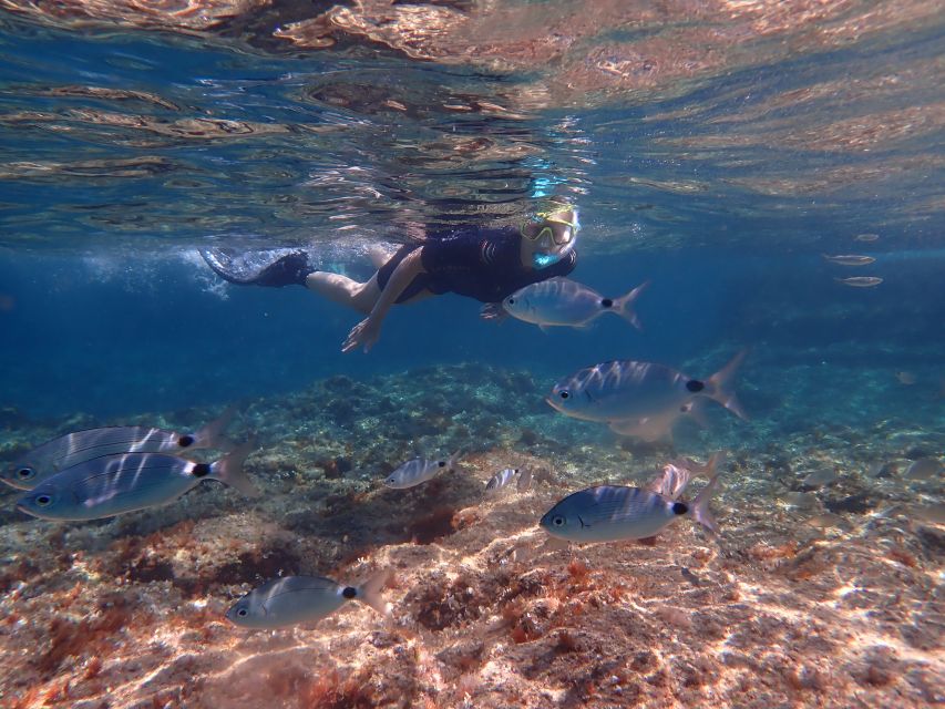 Mallorca: Snorkeling in a Beautiful Nature Reserve - The protected coast and what you may see
