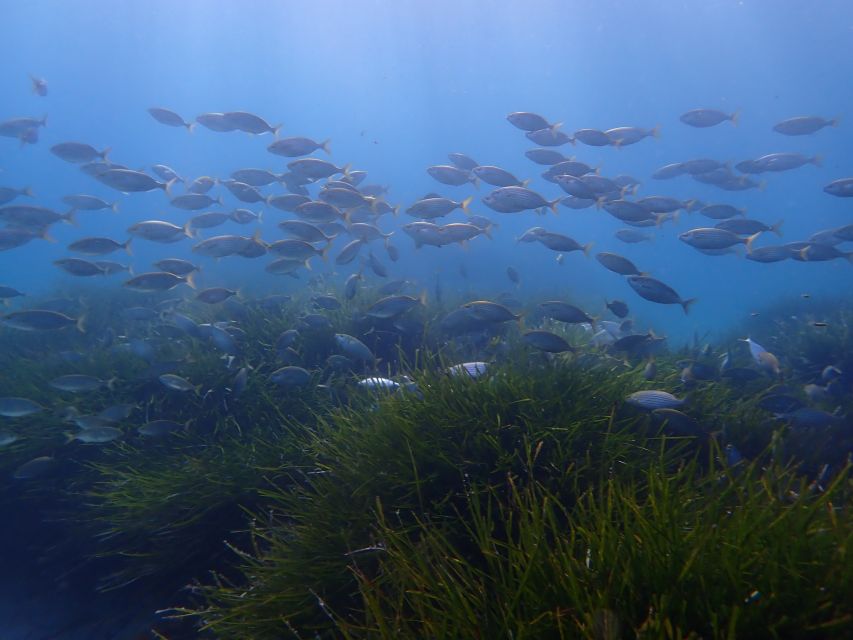 Mallorca: Snorkeling in a Beautiful Nature Reserve - What can make the tour feel too short