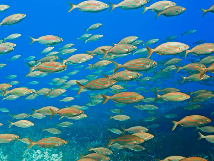 Mallorca: Snorkeling tour with diving instructor from a boat - Cap de Formentor - Around 50 minutes among fish and small sea life