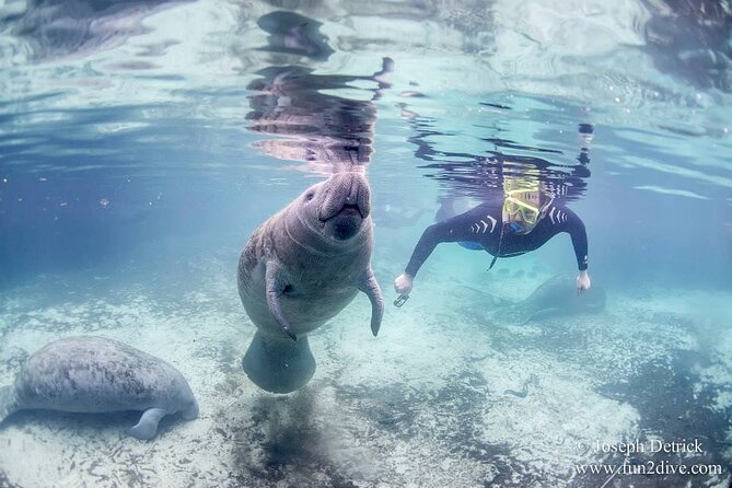 Manatee Snorkel Small Group Tour - A three-hour manatee encounter from downtown Crystal River