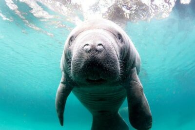 Manatee Snorkel Small Group Tour