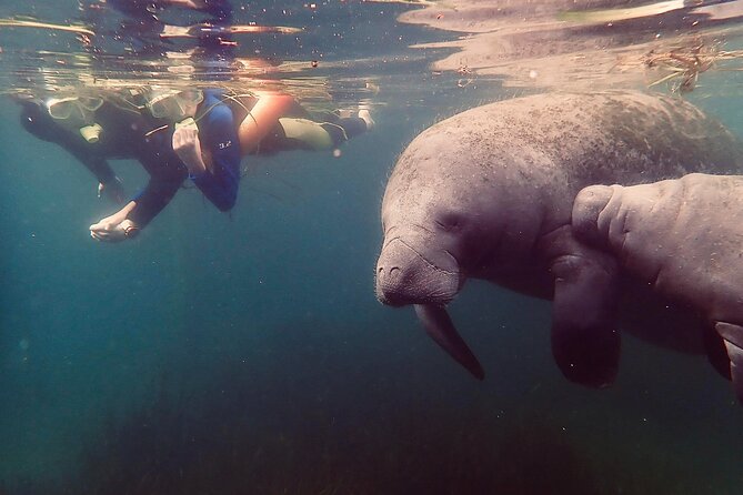 Manatee Snorkel Tour from American Pro Diving Center - Learning the rules before meeting the manatees