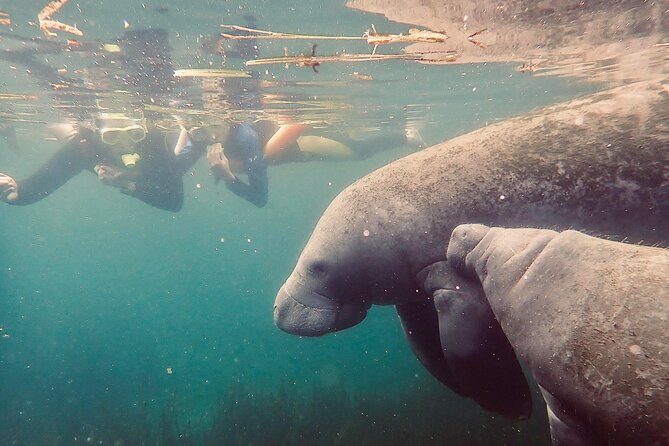 Manatee Snorkel Tour from American Pro Diving Center - Hunter Springs Park, Pete’s Pier, and King’s Bay Park