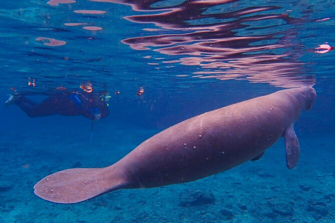 Manatee Snorkel Tour from American Pro Diving Center - What the $65 price really covers