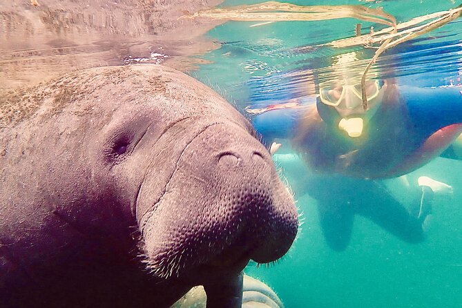 Manatee Snorkel Tour from American Pro Diving Center - The guides are a major part of the experience