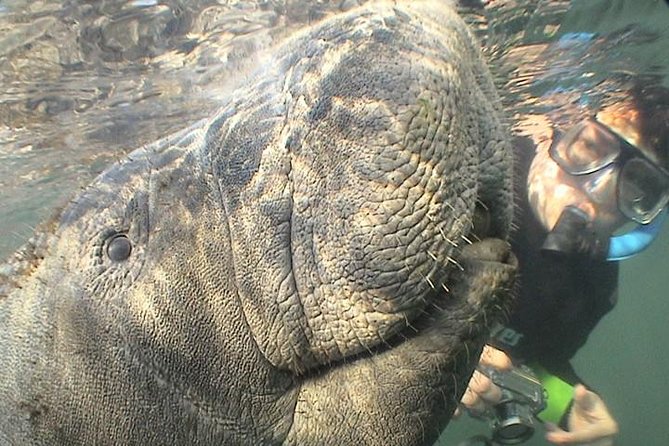 Manatee Snorkel Tour from American Pro Diving Center - Conditions you should accept before booking