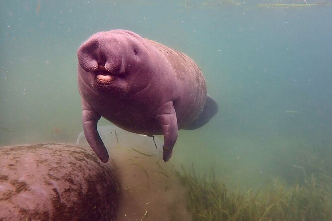 Manatee Snorkel Tour from American Pro Diving Center - Cruising the spring-fed waters of Crystal River