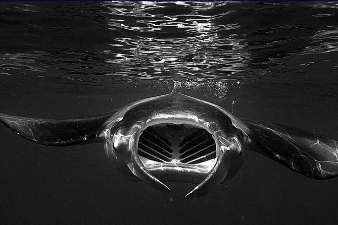 Manta Magic: Small-Group Manta Ray Night Snorkel in Kailua Kona - The five-minute ride from Keauhou Harbor