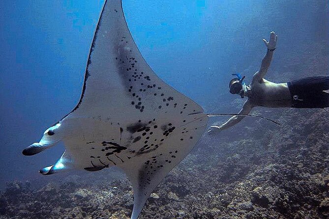 Manta Magic: Small-Group Manta Ray Night Snorkel in Kailua Kona - Why the small group matters