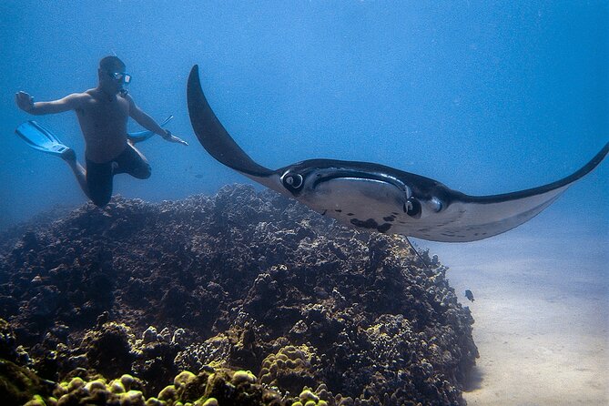 Manta Magic: Small-Group Manta Ray Night Snorkel in Kailua Kona - A thoughtful wildlife experience, with real limits