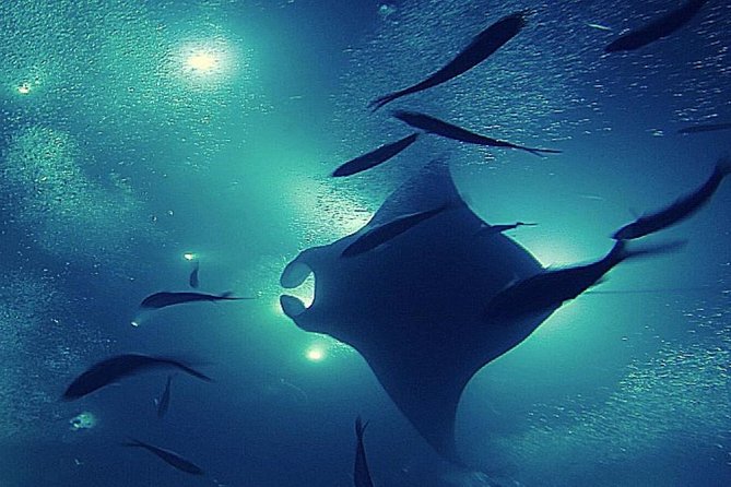 Manta Magic: Small-Group Manta Ray Night Snorkel in Kailua Kona - Is $145 a fair price?