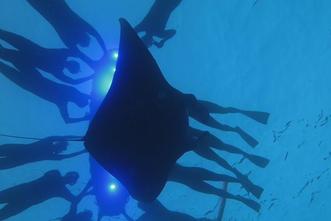 Manta Magic: Small-Group Manta Ray Night Snorkel in Kailua Kona - What to bring and how to prepare