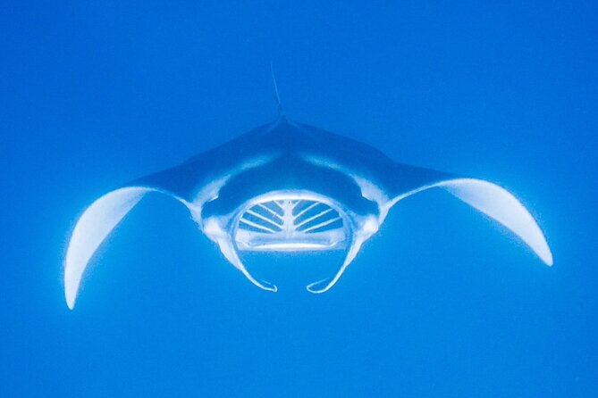 Manta Magic: Small-Group Manta Ray Night Snorkel in Kailua Kona - Who should book Manta Magic?