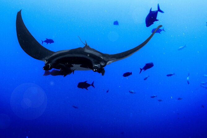 Manta Magic: Small-Group Manta Ray Night Snorkel in Kailua Kona - The manta show beneath your board