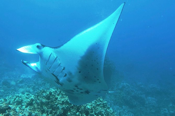 Manta Ray Night Snorkel at Kona, Big Island - Key points to know before booking