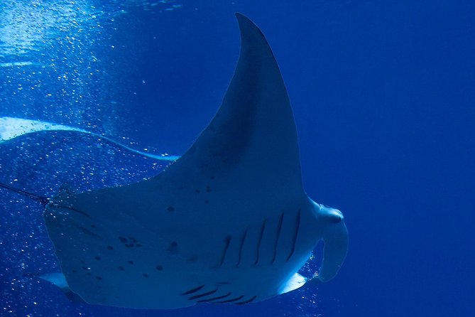 Manta Ray Night Snorkel at Kona, Big Island - Getting into the water at night