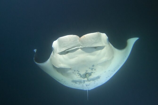 Manta Ray Night Snorkel at Kona, Big Island - Is $44 a good value?