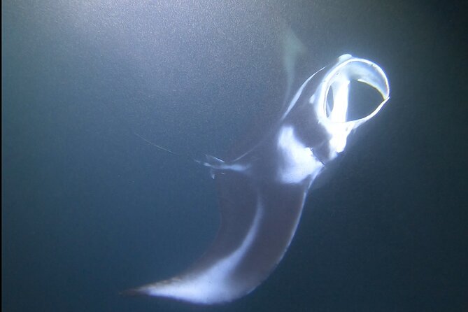 Manta Ray Night Snorkel at Kona, Big Island - What happens from check-in to Keauhou Bay