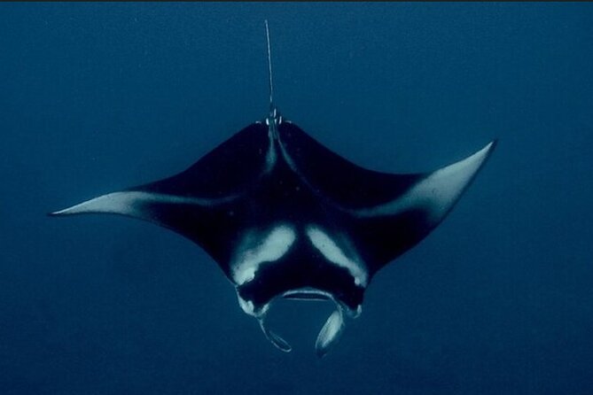Manta Ray Night Snorkel Experience of a Lifetime - From Kealakehe Parkway to Honokohau Harbor