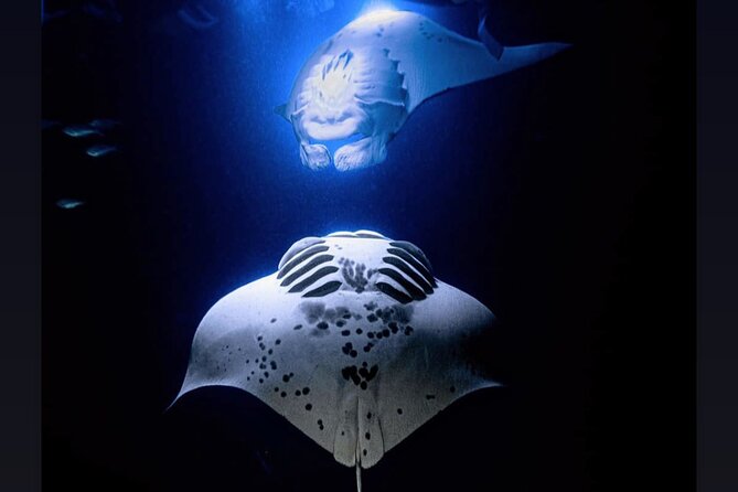 Manta Ray Night Snorkel Experience of a Lifetime - Manta Heaven and Manta Village are not the same gamble