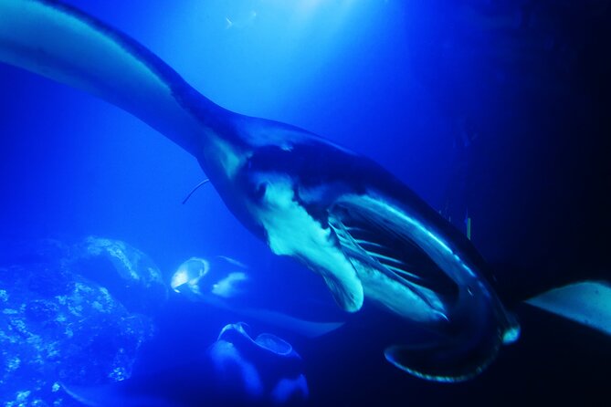 Manta Ray Night Snorkel Experience of a Lifetime - What you actually see beneath the board