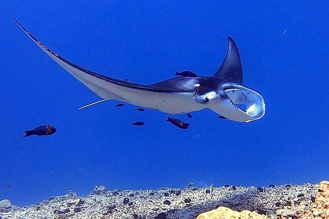 Manta Ray Night Snorkel Experience of a Lifetime - Cold water, seasickness, and the ride home