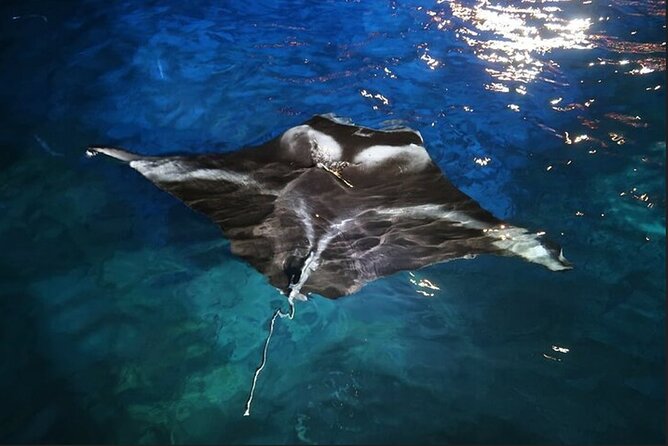 Manta Ray Night Snorkel Experience of a Lifetime - Holding the light board in the black water