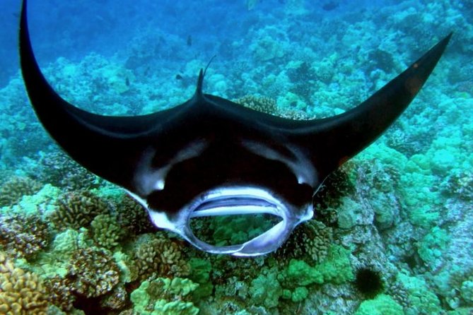 Manta Ray Night Snorkel from Kona — Small Group - What the guides add to the night