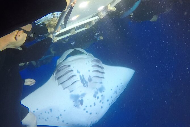 Manta Ray Night Snorkel from Kona — Small Group - Group size, comfort, and the physical demands