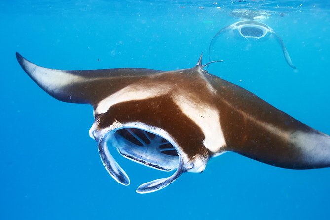 Manta Ray Night Snorkel from Kona — Small Group - Garden Eel Cove and Manta Heaven