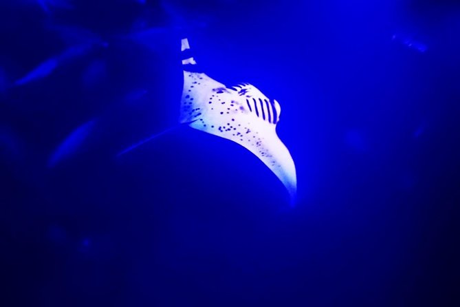 Manta Ray Night Snorkel in Kona - Key points to know before booking