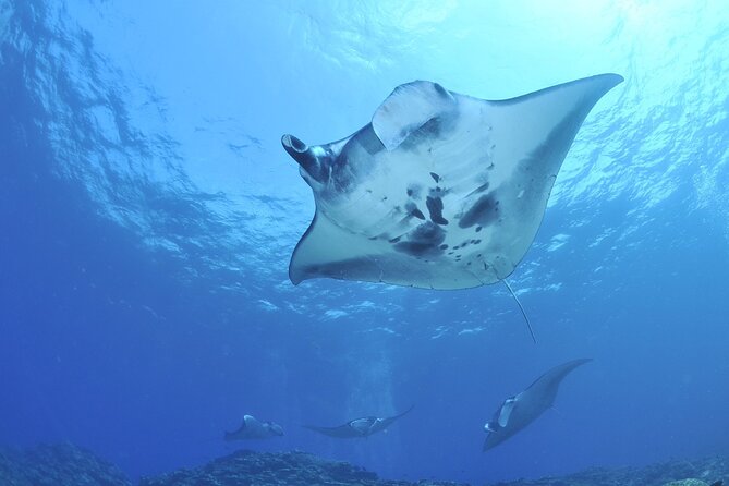 Manta Ray Night Snorkel Kona - Coral Reef Snorkel Adventures - Is the $125 price fair?