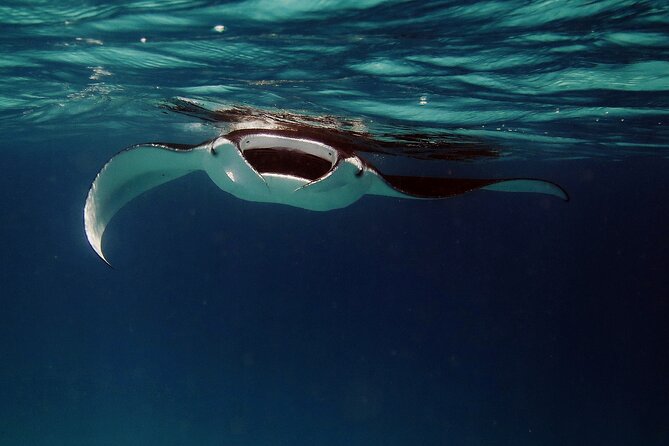 Manta Ray Night Snorkel Kona - Coral Reef Snorkel Adventures - Learning how the lightboard works