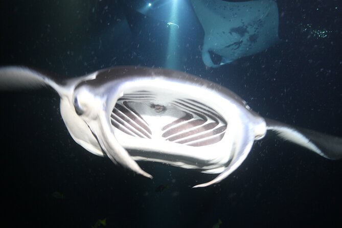 Manta Ray Night Snorkel Tour from Kona - Watching manta rays feed beneath you