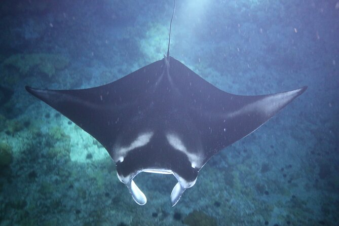 Manta Ray Night Snorkel Tour from Kona - Boat size, crowding, and crew support